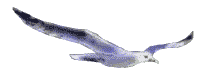 http://www.forum-peugeot.com/Forum/mesimages/16123/mouette_001.gif