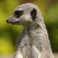 suricate