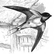 Hirondelle45