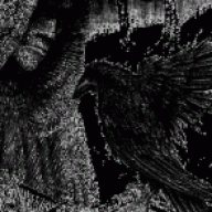 corbeau