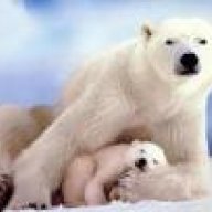 Ptit_ours
