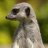 suricate