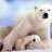 Ptit_ours