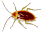 :bug: